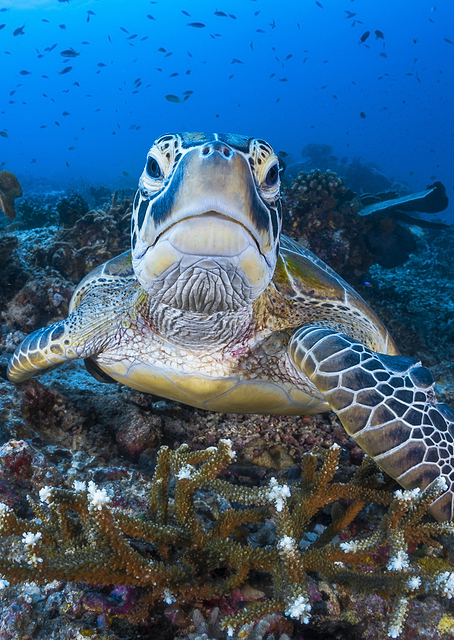 with a green turtle / PLATINA