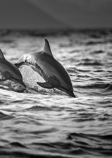 The Mother and the Baby / PLATINA