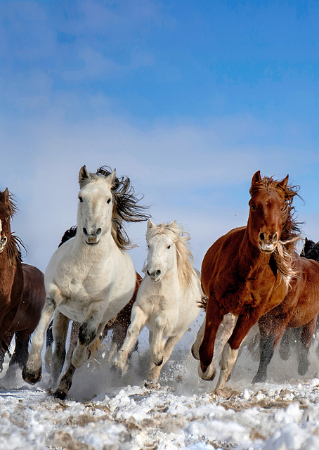 Mongolia Horses / PLATINA
