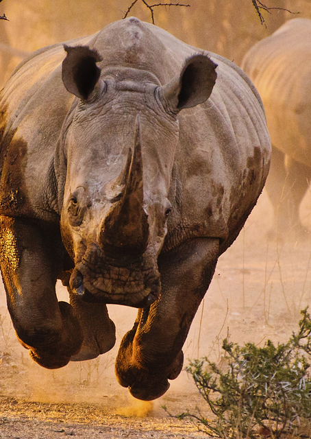 Rhino learning to fly / PLATINA