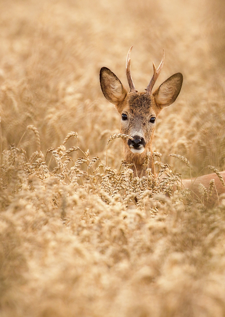 Deer in the field / PLATINA