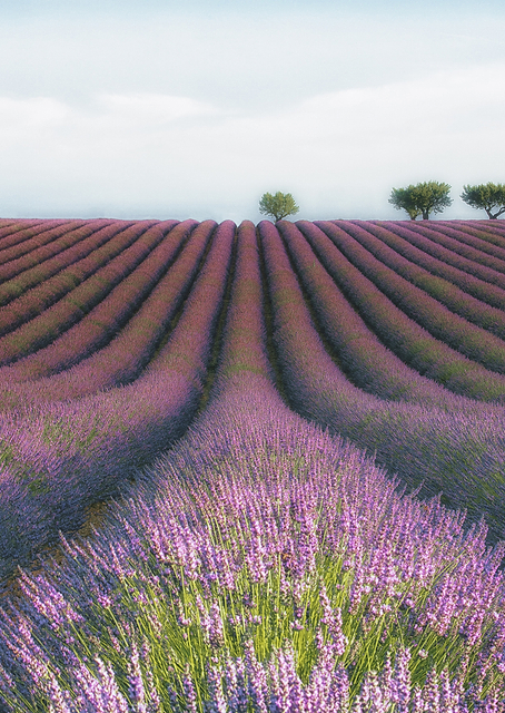 Velours de Lavender / PLATINA