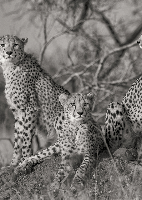 Three Cats / PLATINA