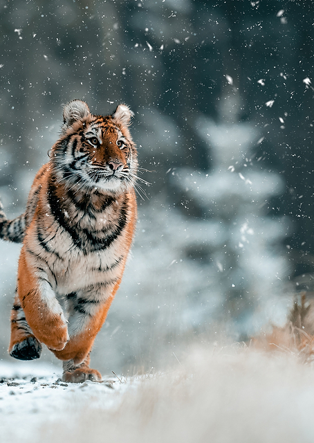 The Siberian tiger / PLATINA