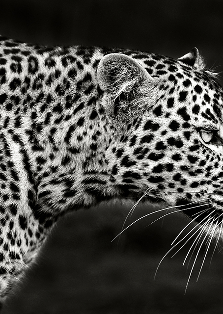 Leopard Close Up / PLATINA