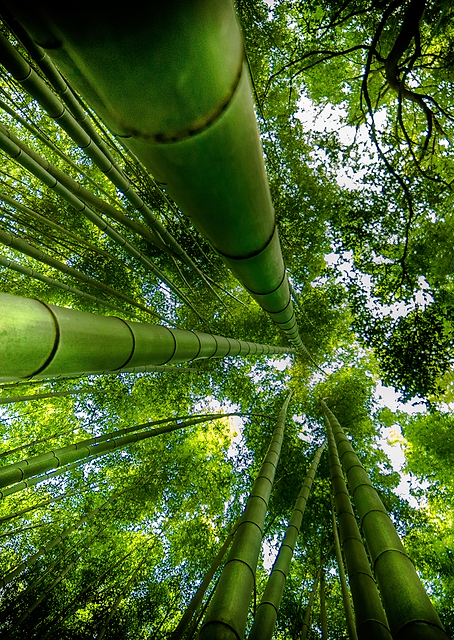 ARASHIYAMA / PLATINA