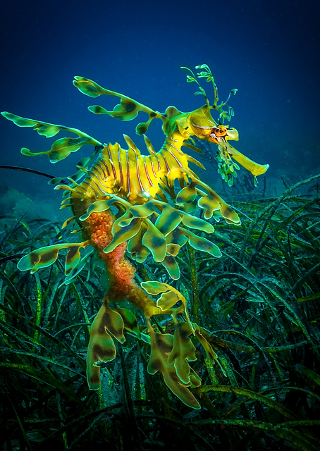 Leafy Sea Dragon / PLATINA