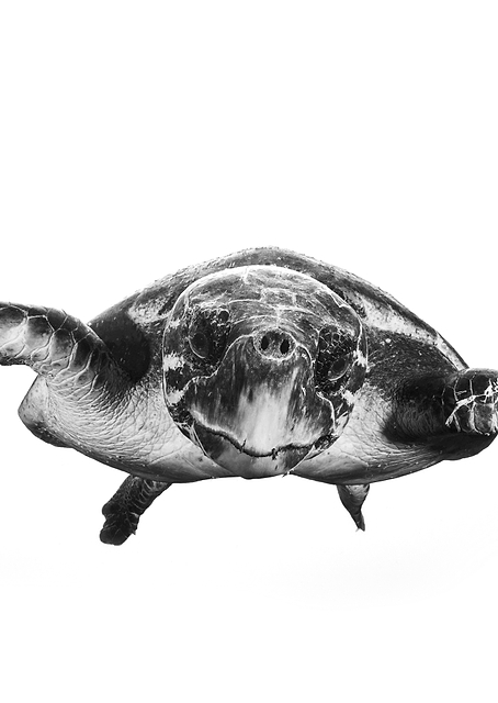 White and turtle / PLATINA