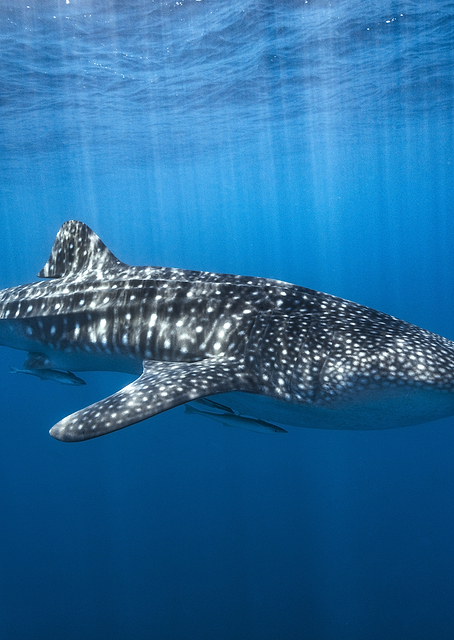 Whale shark in the blue / PLATINA
