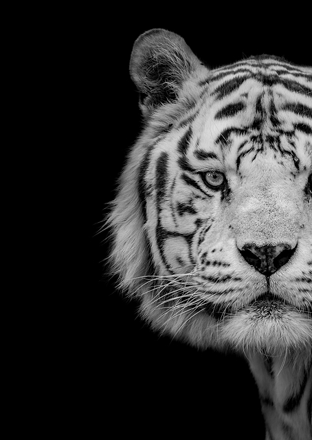 Bengal White Tiger / PLATINA