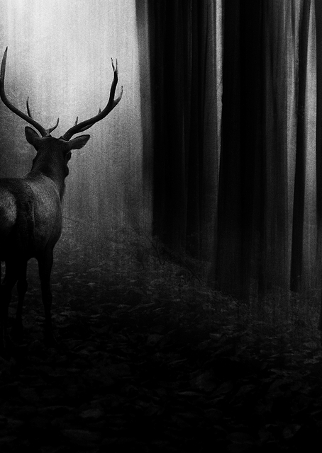Stag / PLATINA