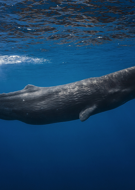 Sperm whale / PLATINA