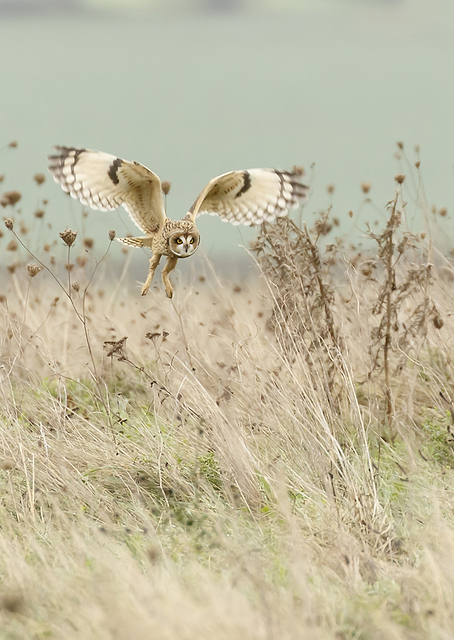 Hunting Short Eared Owl / PLATINA