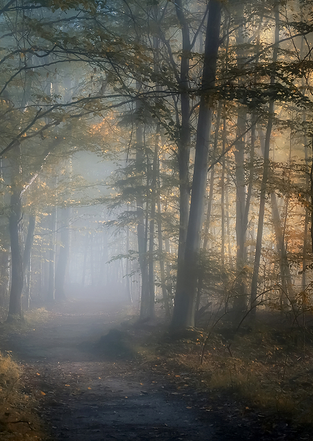 autumn symphony / PLATINA