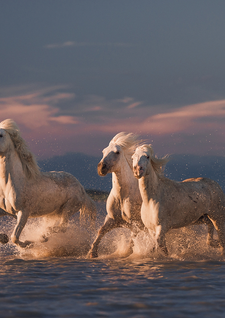 Angels of Camargue / PLATINA