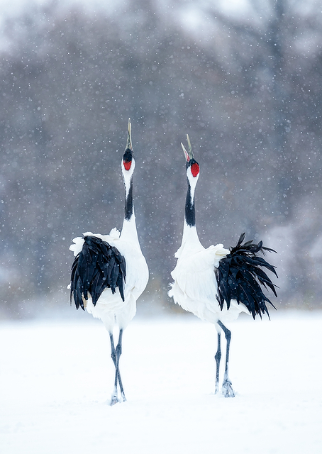 Tsuru Crane / PLATINA