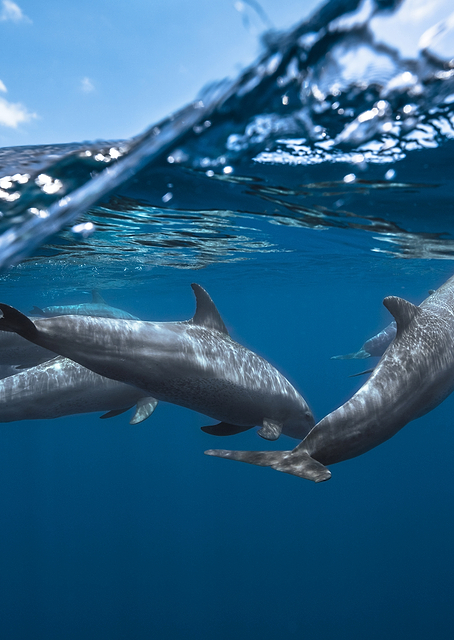 Dolphins / PLATINA