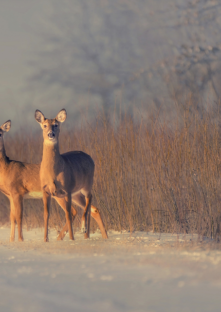 Three Deer / PLATINA
