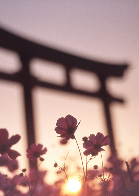 melancholic autumn / PLATINA