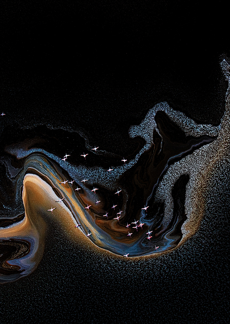 Flamingo over lake / PLATINA