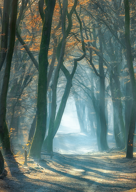 Cold Light / PLATINA