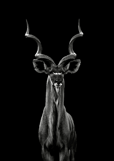 Greater Kudu / PLATINA