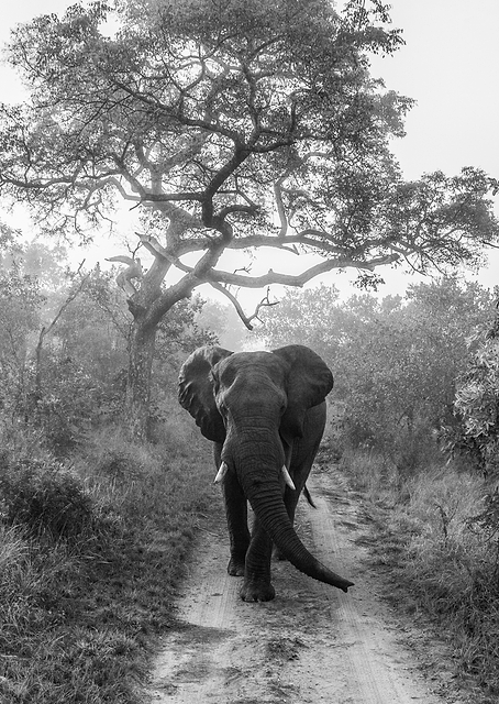 WALKING GIANT / PLATINA