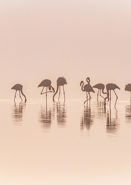 Flamingos in the mist / PLATINA