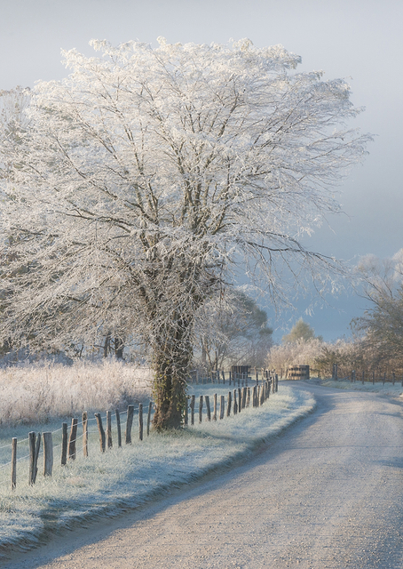 A Frosty Morning / PLATINA