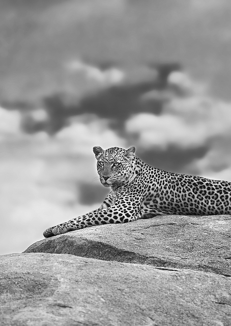 Leopard on a Kopje / PLATINA