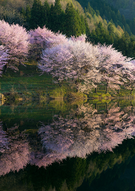Sakura / PLATINA