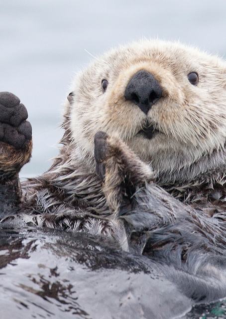 Otter in Alaska / PLATINA