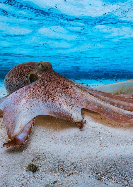 Octopus / PLATINA