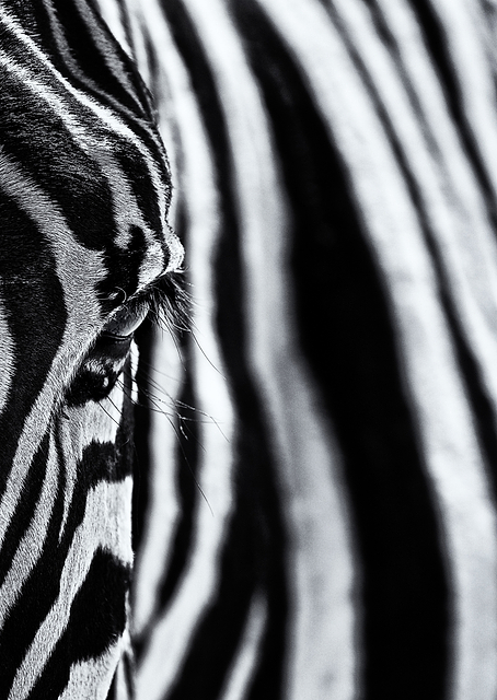 The look of nature / PLATINA