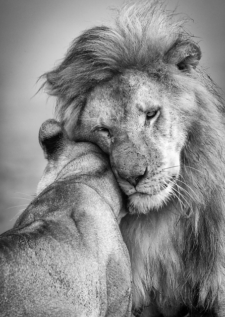 African Love! / PLATINA