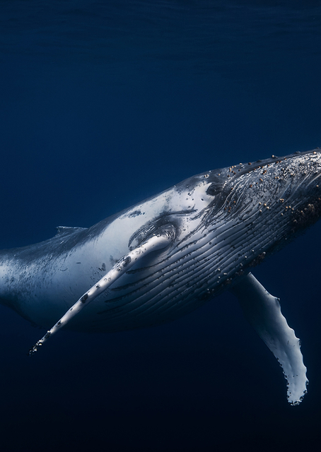 Humpback whale in blue / PLATINA