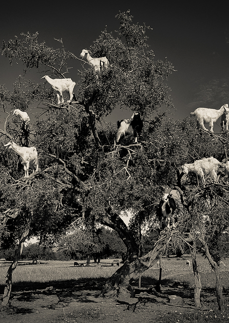 Argan loving goats / PLATINA
