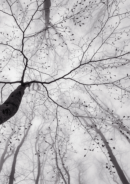 A view of the tree crown / PLATINA