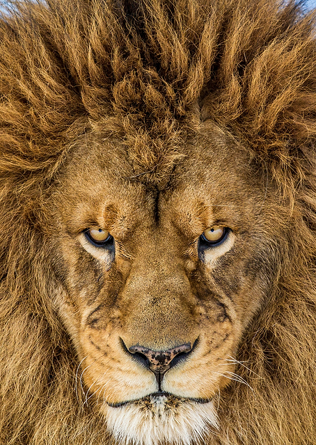 Serious Lion / PLATINA