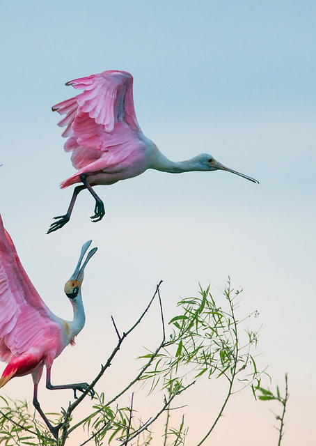 Roseate Spoonbills / PLATINA