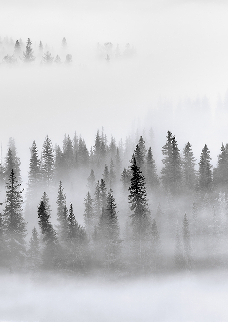 Foggy Forest / PLATINA