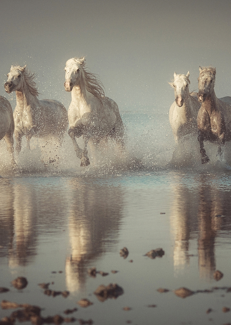 Camargue Horses / PLATINA