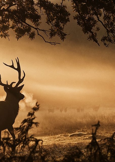 Red Deer Stag in the Mist / PLATINA