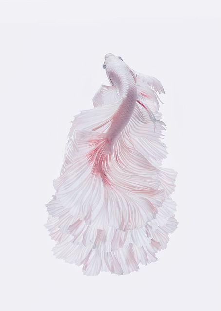 The white dress / PLATINA