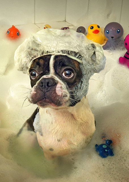 The Bath / PLATINA