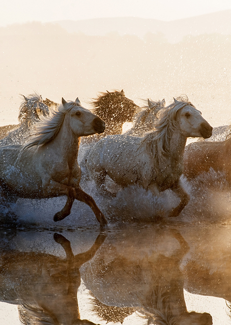 Horses / PLATINA