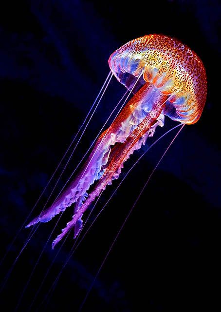 Jellyen / PLATINA