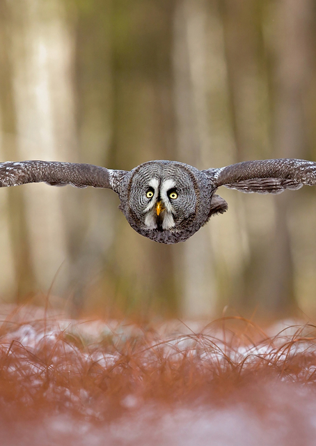 Great grey owl / PLATINA