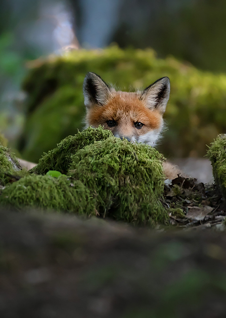 Curious fox / PLATINA