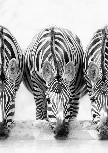 Zebras / PLATINA